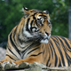 Illustration for article titled Scientists confirm Alan Turing's 60-year-old theory for why tigers have stripes
